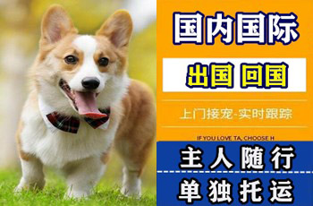 驻马店市宠物托运公司驻马店市宠物托运公司驻马店市宠物托运公司