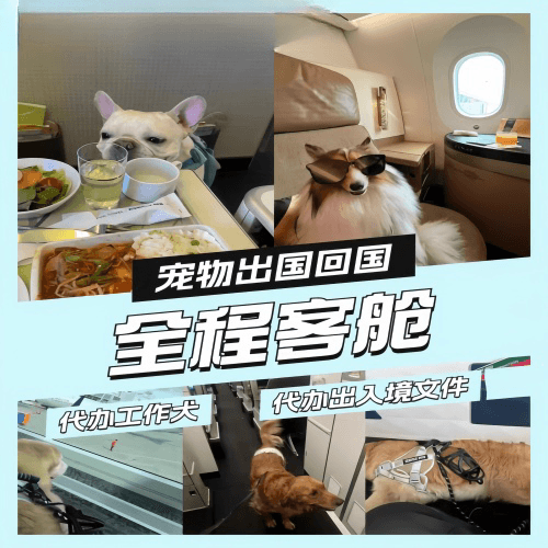 驻马店市宠物托运到白俄罗斯宠物入境规定和要求