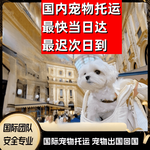 驻马店市到澳大利亚（澳洲）宠物入境规定和要求